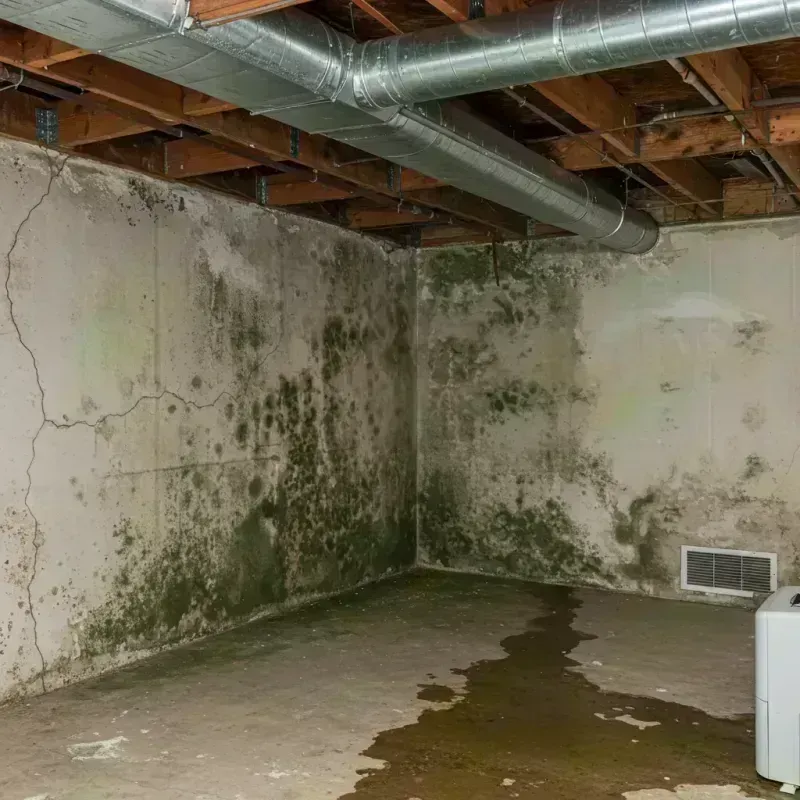 Professional Mold Removal in Carmel, NY